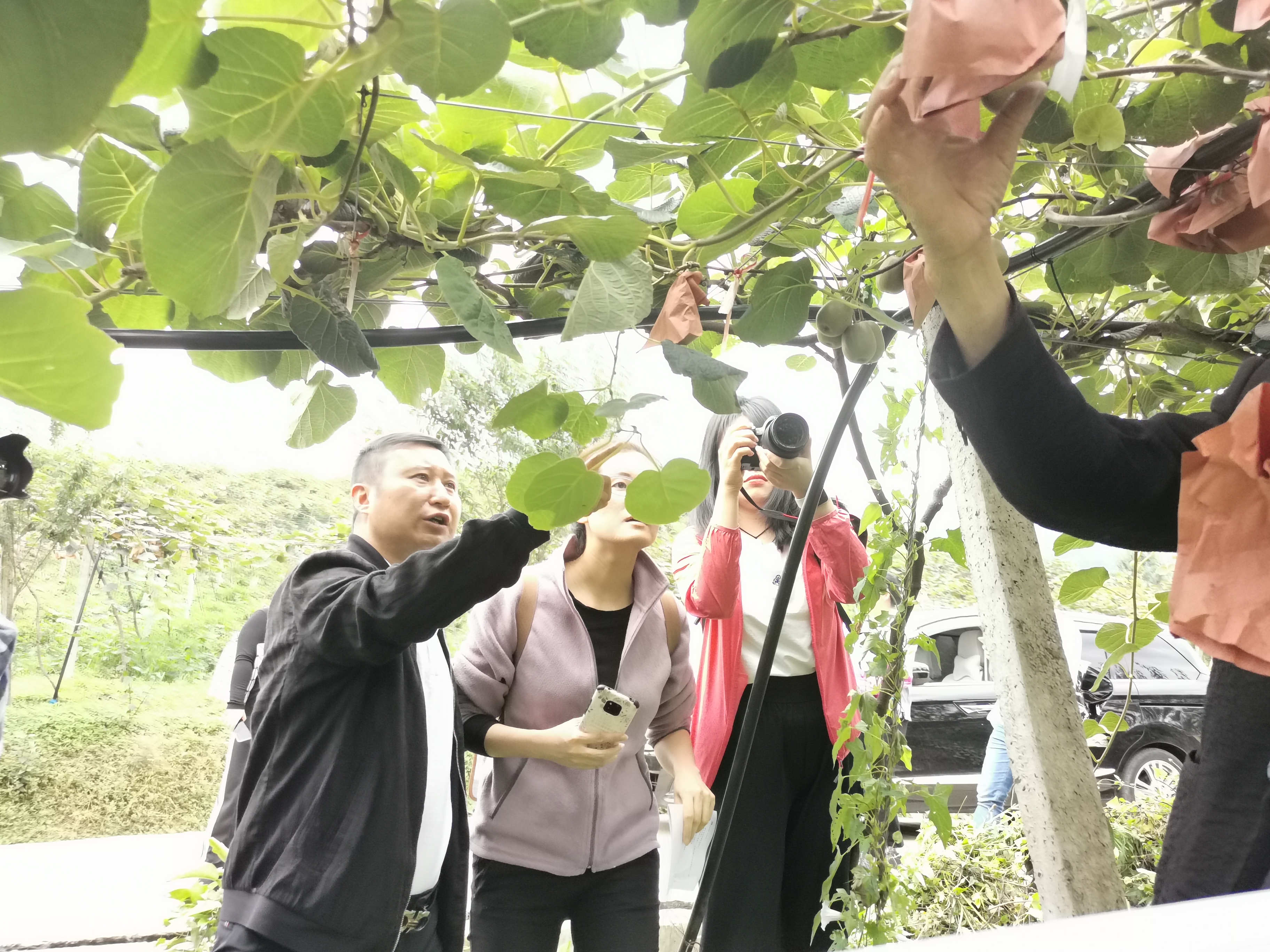 國家扶貧辦領導視察獼猴桃基地